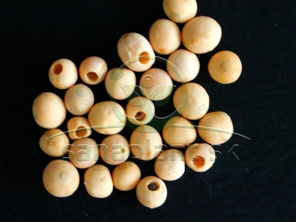 Zrniarka hrachová – poškodené semená